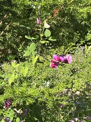 Lathyrus grandiflorus
