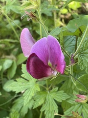 Lathyrus grandiflorus