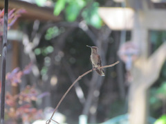 Trochilidae