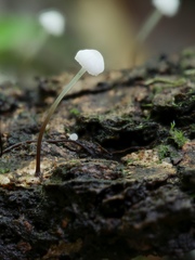 Marasmius minutissimus