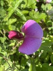 Lathyrus grandiflorus