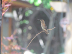 Trochilidae