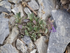 Penstemon decurvus