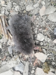 Talpa europaea