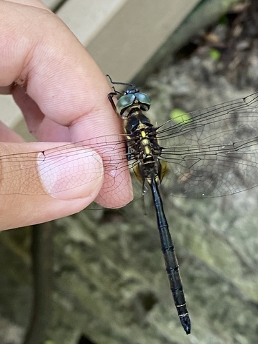 Hine's Emerald photographed in Illinois