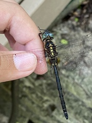 Somatochlora hineana
