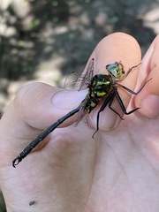 Somatochlora hineana