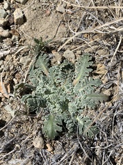 Glyptopleura marginata