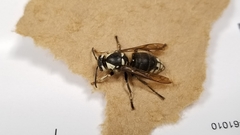 Dolichovespula maculata