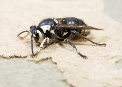 Dolichovespula maculata