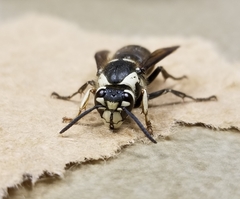 Dolichovespula maculata
