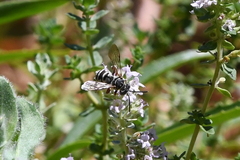 Triepeolus subnitens