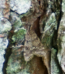 Scoparia penumbralis