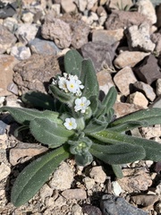 Amsinckiopsis kingii