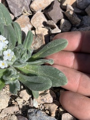 Amsinckiopsis kingii