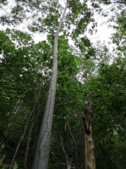 Cochlospermum vitifolium