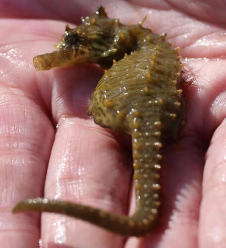 Northern Seahorse photographed in Virginia
