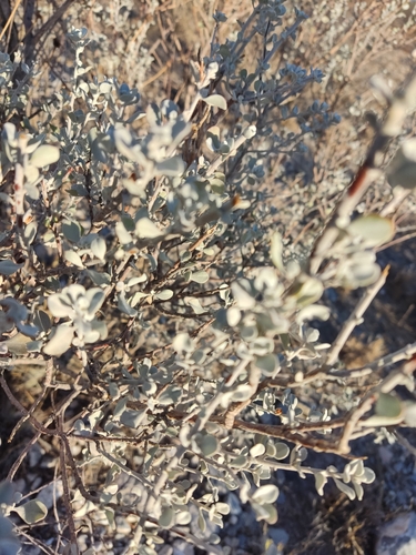 Image of Leucophyllum candidum by (c) Mauricio Calderón, some rights reserved (CC BY)
