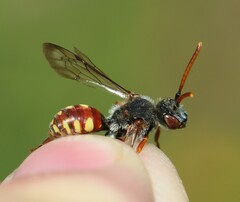 Nomada armata