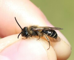 Andrena bimaculata