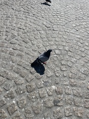 Columba livia domestica