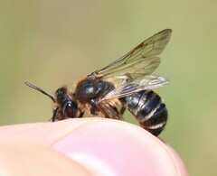 Andrena bimaculata