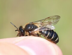 Andrena bimaculata