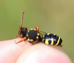 Nomada fulvicornis