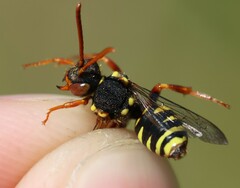 Nomada fulvicornis