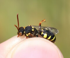 Nomada fulvicornis