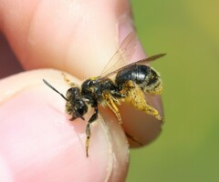 Andrena humilis