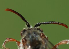 Nomada integra