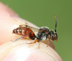 Nomada integra