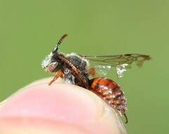 Nomada integra