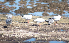 Chroicocephalus novaehollandiae novaehollandiae