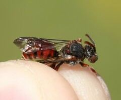 Nomada integra