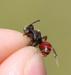Nomada integra
