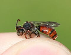 Nomada integra