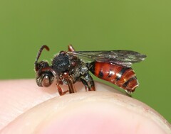 Nomada integra