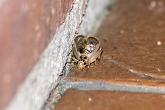 Eugryllodes escalerae