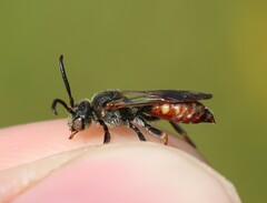 Nomada similis