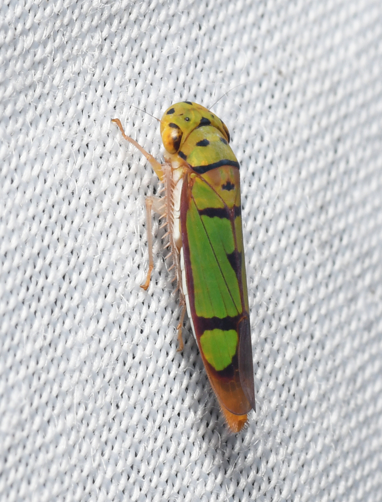 Dilobopterus hyalinatulus
