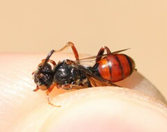 Nomada similis