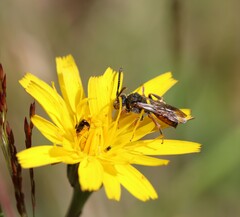 Nomada similis