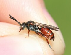 Nomada similis