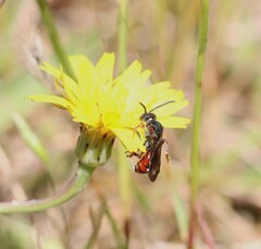 Nomada similis
