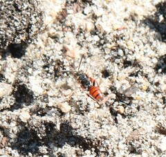 Nomada similis