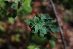 Berberis actinacantha