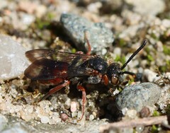 Nomada similis