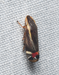 Microsargane vittata